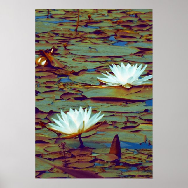 Poster do Lotus Flowers (Frente)