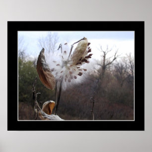 Poster do Milkweed Blooming