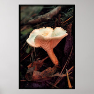 Poster do Mushroom Essence - 40x60 - outros tamanh