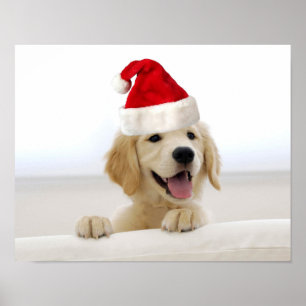 Poster do Natal do filhote de cachorro do golden