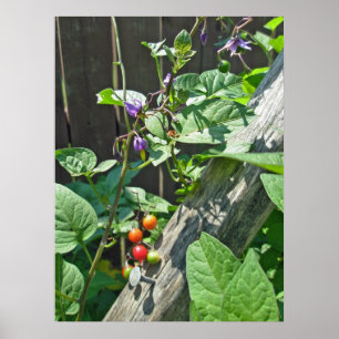 Poster do nightshade agridoce (dulcamara do