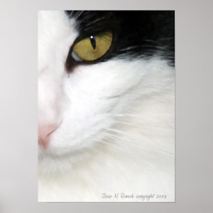 Poster do olho de gatos
