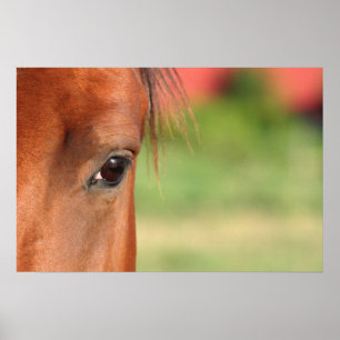 Poster do olho do cavalo