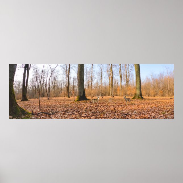 Poster do Panorama (Frente)