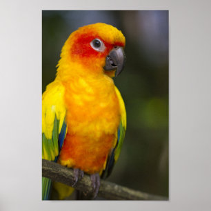 Poster do papagaio de Sun Conure