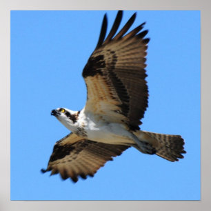 Poster do pássaro do Osprey