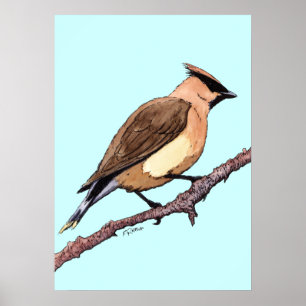 poster do pássaro do waxwing de cedro