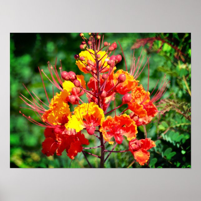 Poster do Pássaro Mexicano do Paraíso (Frente)