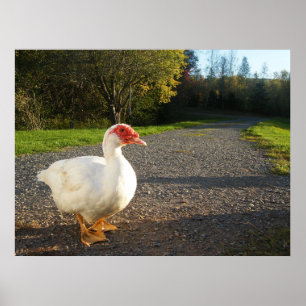 Poster do Pato Muscovy Masculino