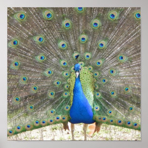 Poster do pavão