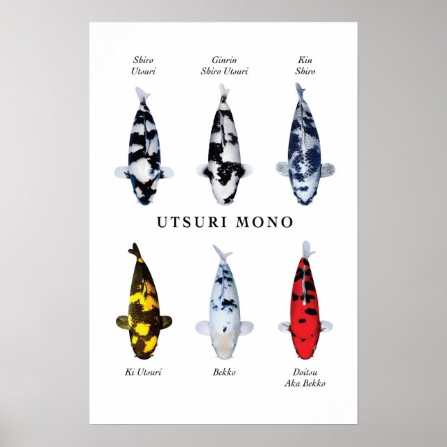 Poster do peixe koi japonês: Utsurimono (Frente)