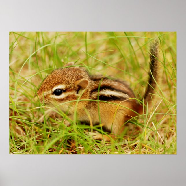 Poster do Pequeno e Pequeno Chipmunk (Frente)