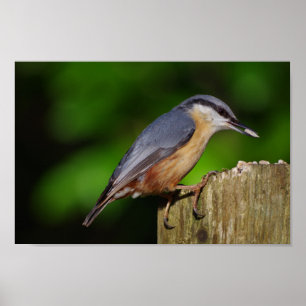 Poster do pica-pau-cinzento