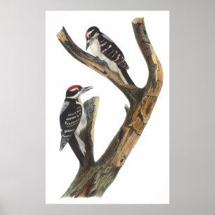 Poster do pica-pau de Audubon