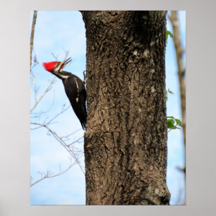 Poster do pica-pau de Pileated (3625)