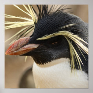 Poster do pinguim de Rockhopper