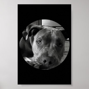 Poster do pitbull