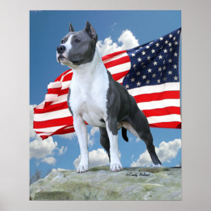 Poster do pitbull (Staffordshire Terrier