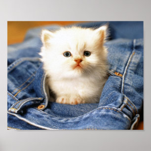 Poster do Pocket Kitten