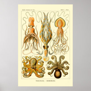 Poster do polvo de Ernst Haeckel