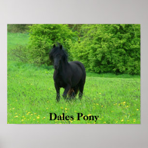 Poster do pônei dos Dales