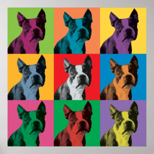 Poster do pop art de Boston Terrier