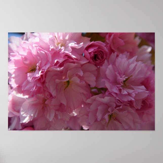 Poster do primavera (Frente)