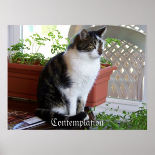 poster do projecto do gato