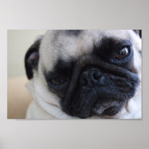 Poster do Pug do Fim-acima