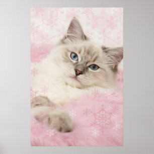 poster do ragdoll