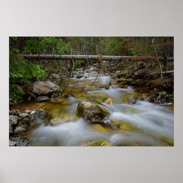 Poster do riacho da floresta Rocky (Frente)