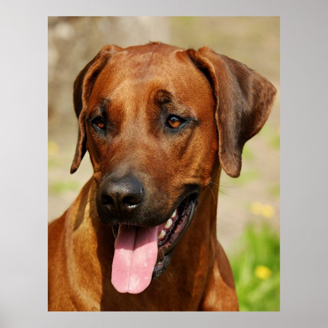 Poster do Ridgeback Dog. (Frente)