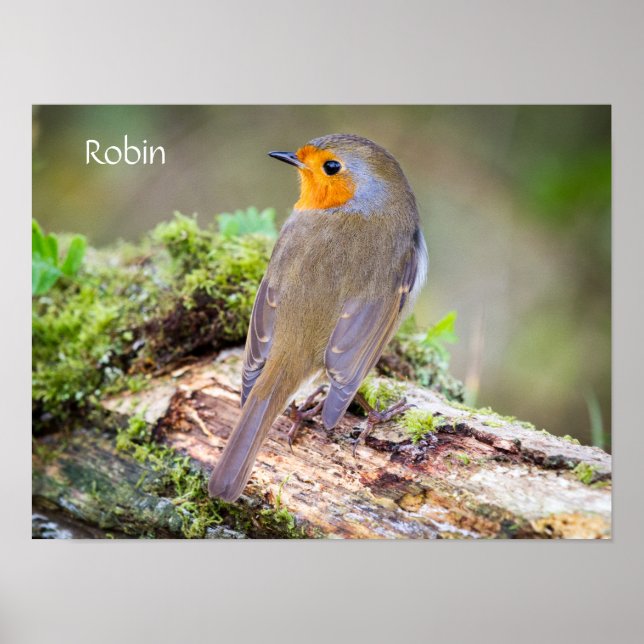 Poster do Robin Europeu no log (Frente)