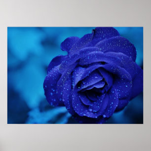Poster do rosa do azul