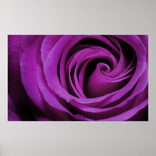 Poster do rosa do roxo