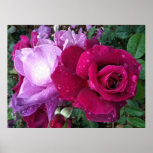 Poster do rosa do roxo