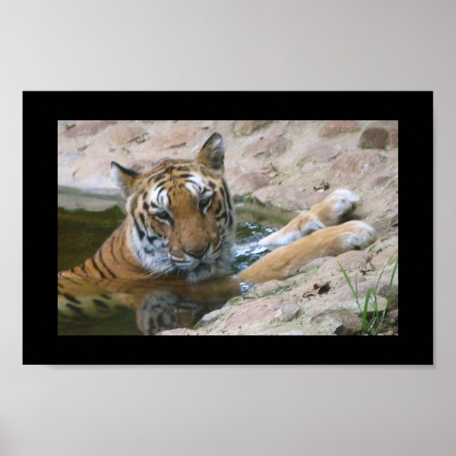 poster do rosto do tigre (Frente)