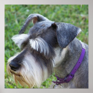 Poster do Schnauzer