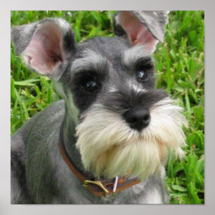 Poster do Schnauzer diminuto