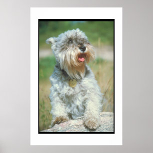 Poster do Schnauzer diminuto