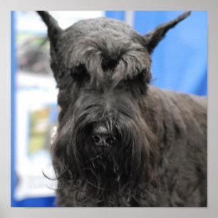 Poster do Schnauzer gigante