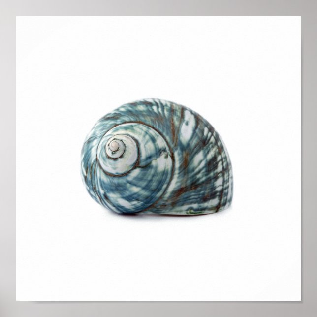 Poster do Sea Shell (Frente)