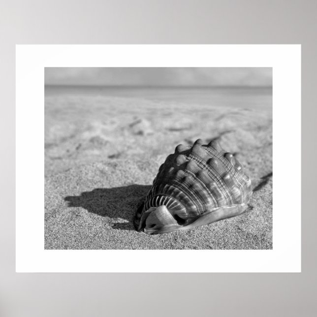 Poster do Shell de Praia (Frente)
