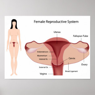 Poster do sistema de reprodução feminino