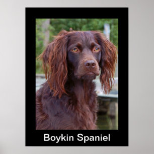 Poster do Spaniel de Boykin
