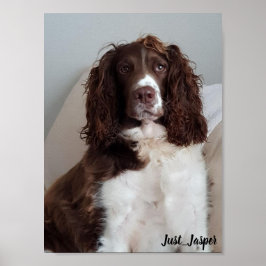 Poster do Springer spaniel