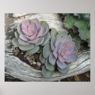Poster do Succulent de Echeveria