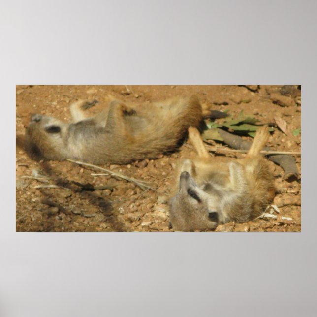 Poster do Sumbing Meerkats (Frente)