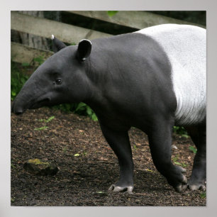 Poster do Tapir Malayan