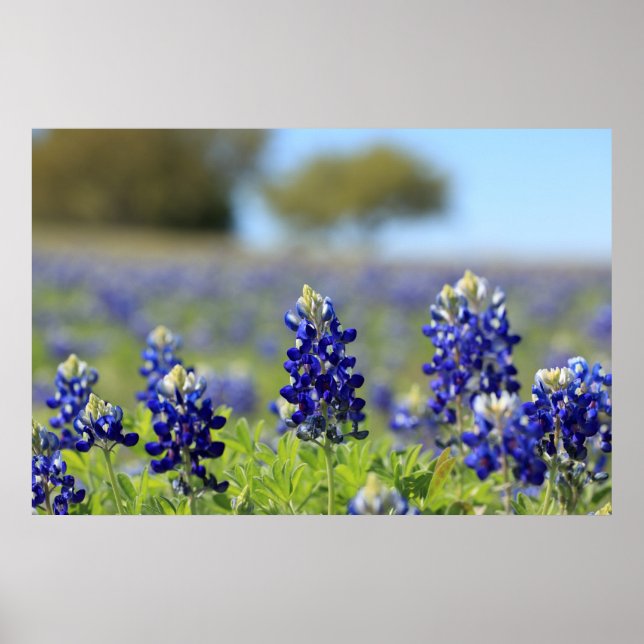 Poster do Texas Bluebonnets (Frente)